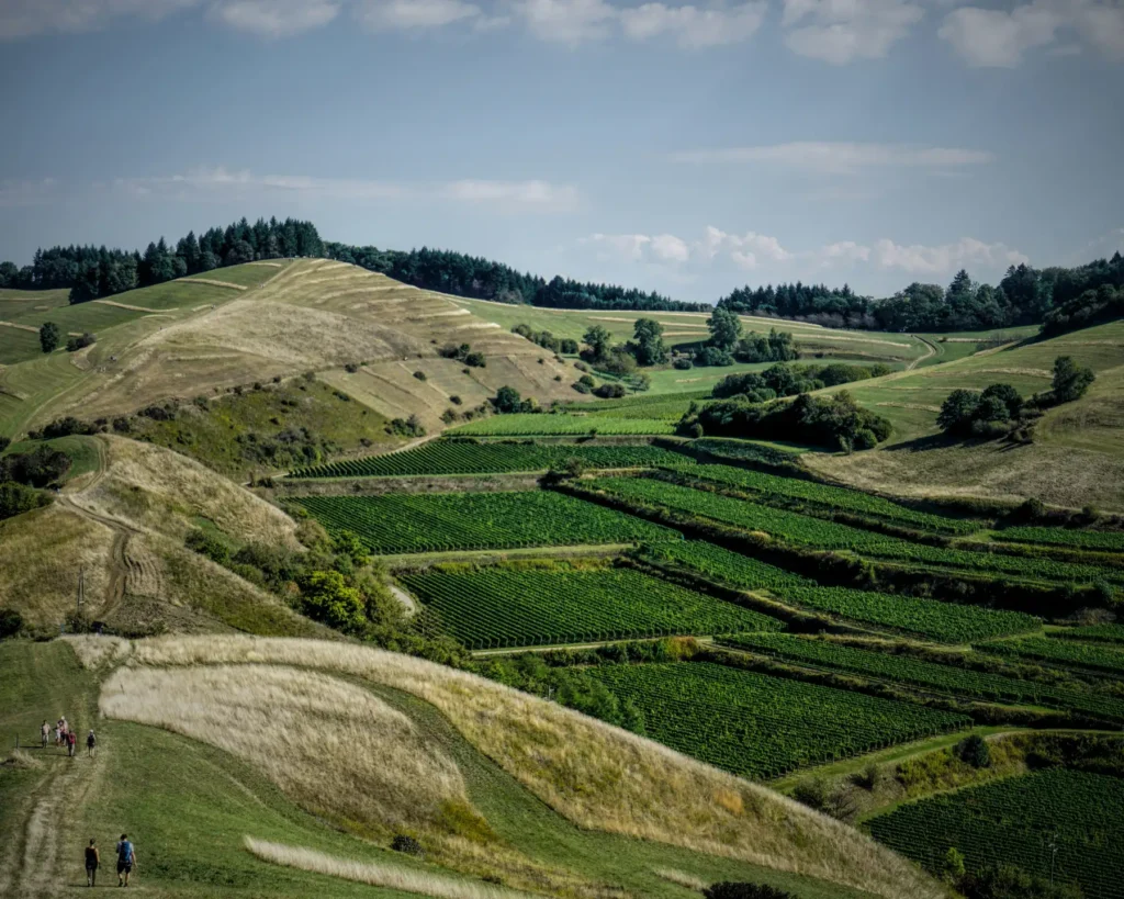 Weinmarketing am Kaiserstuhl, Marketing für Winzer